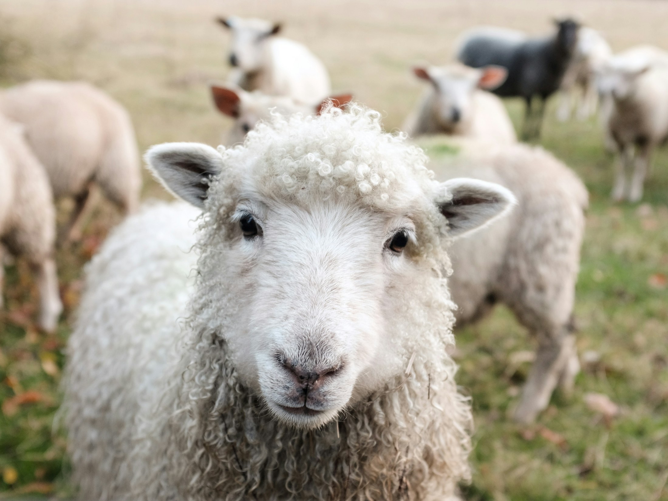 A white sheep standing with its flock on grass